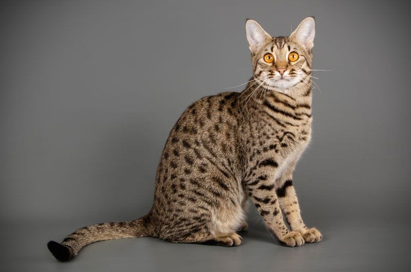 gato de savannah