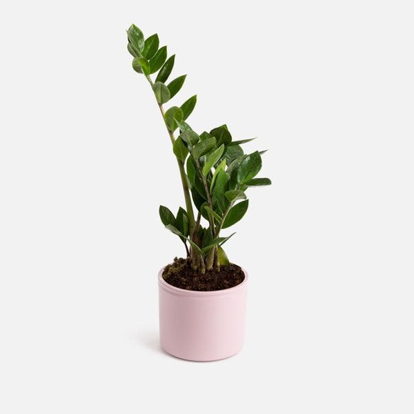 planta fiona