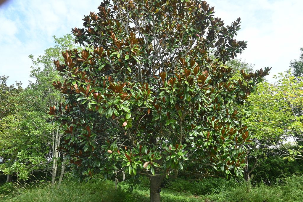 Magnolio (Magnolia grandiflora)