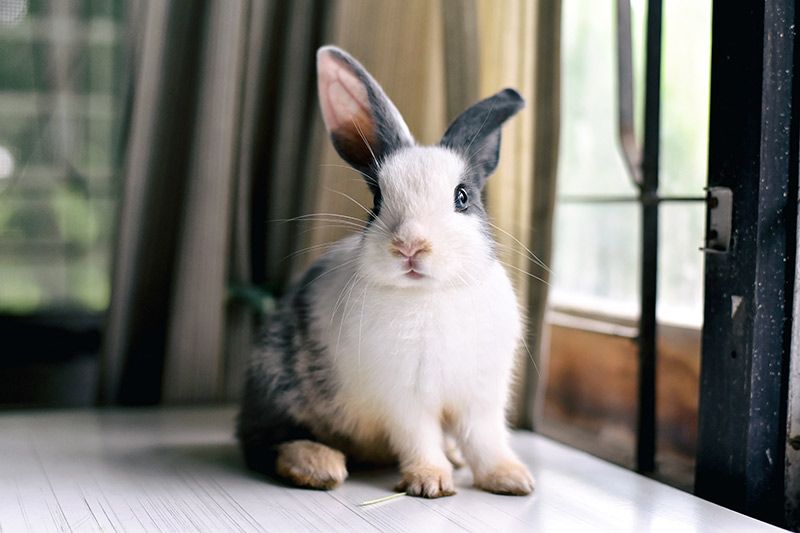 02 consejos mejorar salud comportamiento conejos