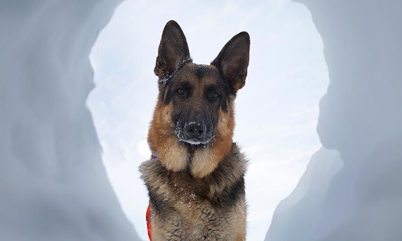 razas perro salvamento y rescate