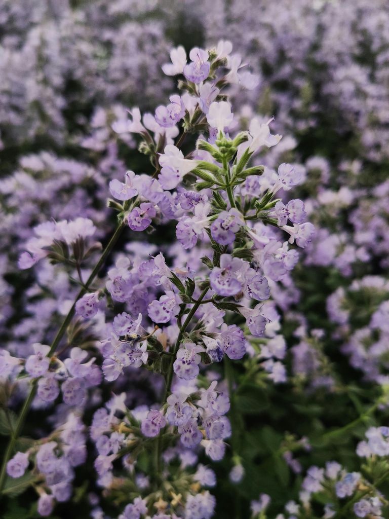 Detalle de las flores de la hierba gatera