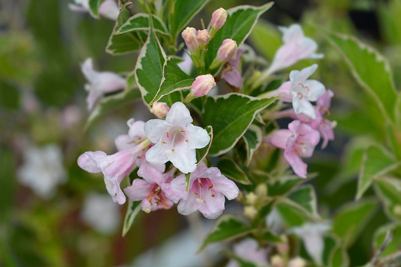 cuidados weigela 03a