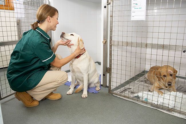 Perros en refugios de animales