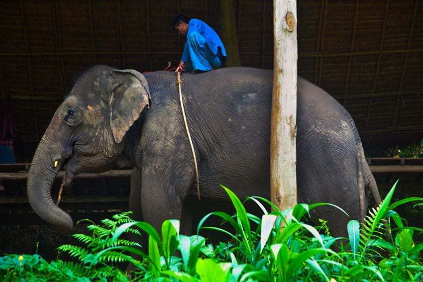 Organización Elephant Stay en Tailandia 