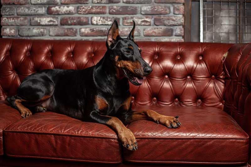 pinscher iStock 1092674650