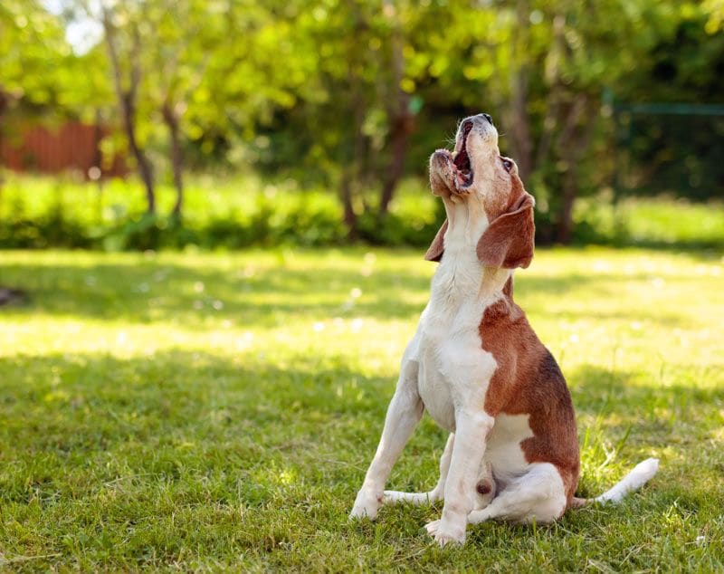 perro ladrido