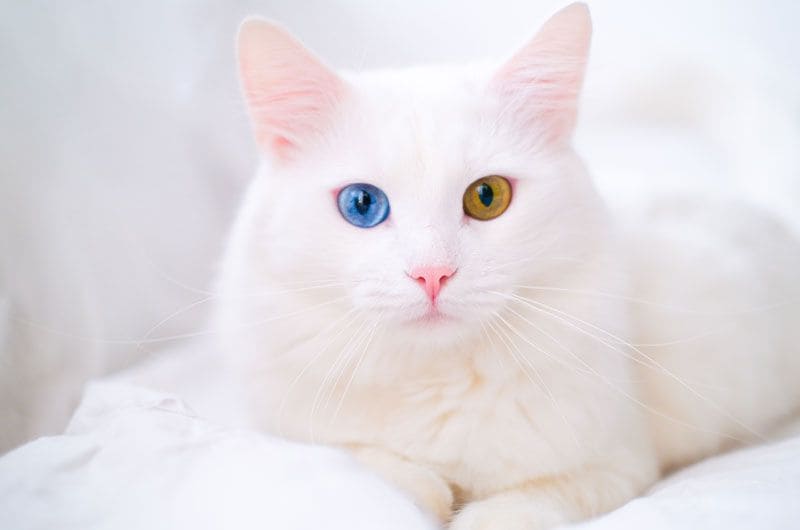 gato ojos