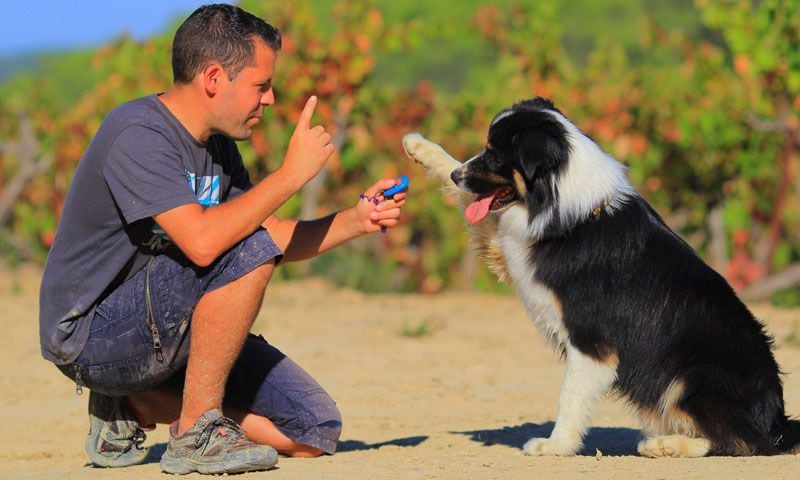 entrenar con clicker