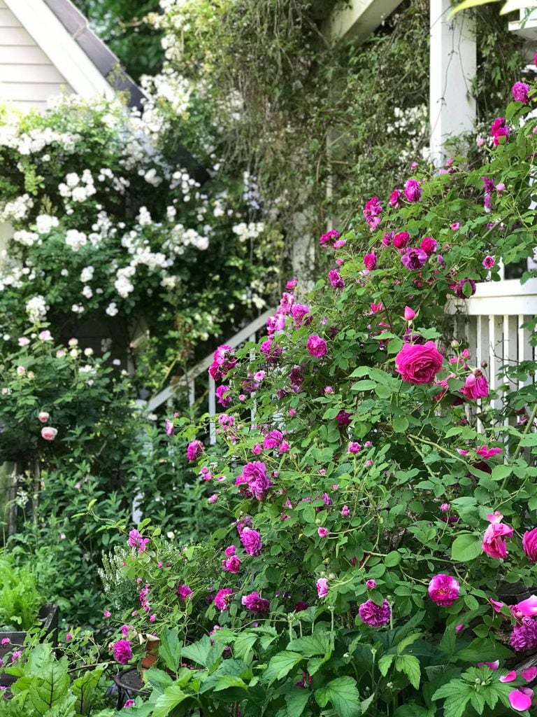 Jardín de rosas