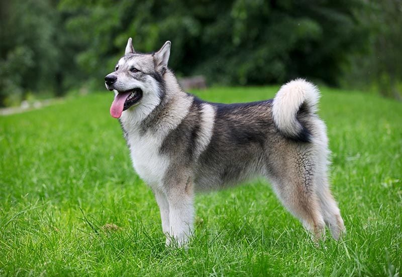 Alaskan malamute AdobeStock_42344008