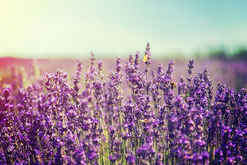 cultivar lavanda 2