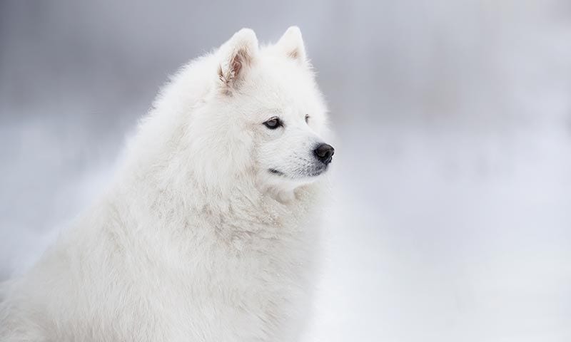 samoyedo