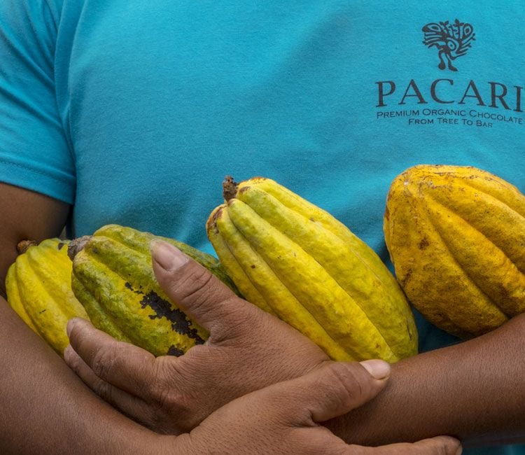 cacao