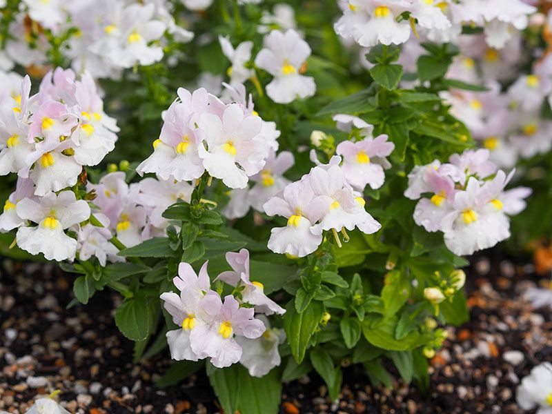 nemesia cuidados 4