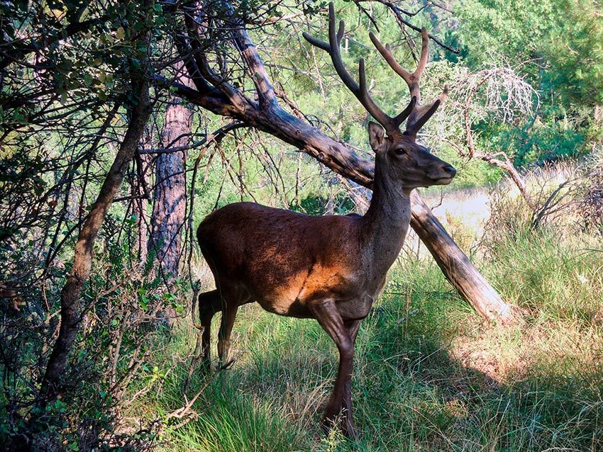 sierra-segura-jaen-ciervos