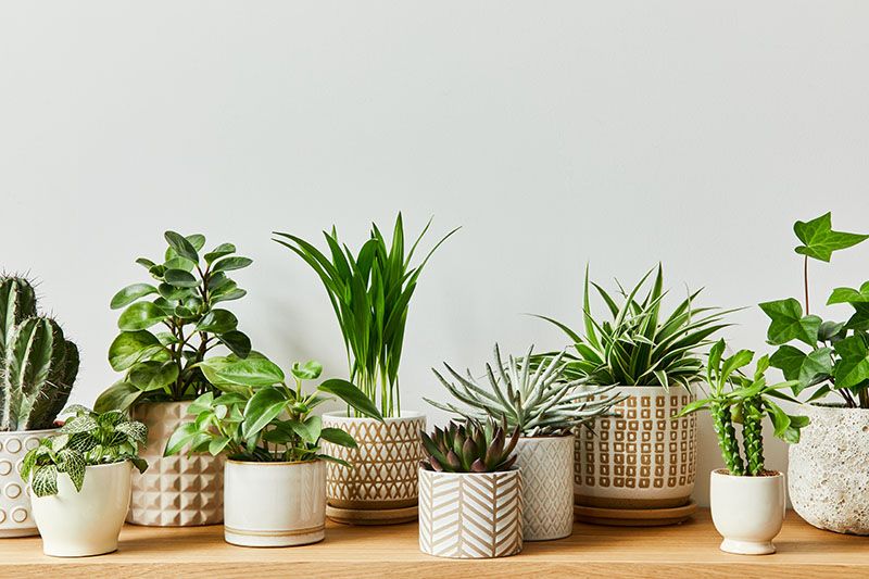 plantas decorativas 1