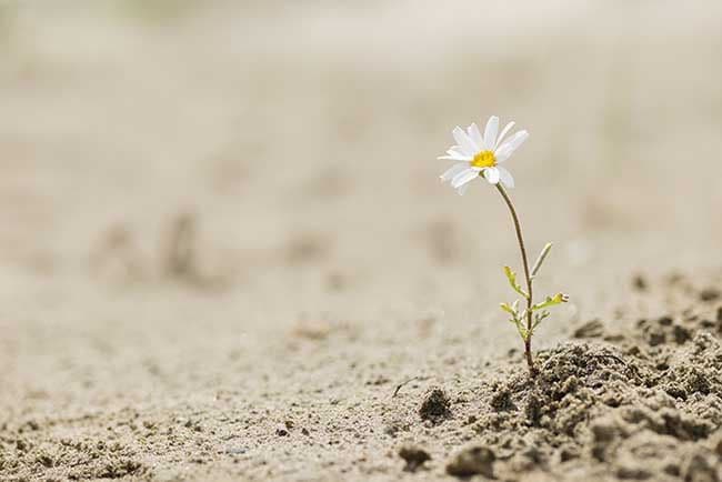 Estas son las recomendaciones de la FAO para paliar el cambio climático 