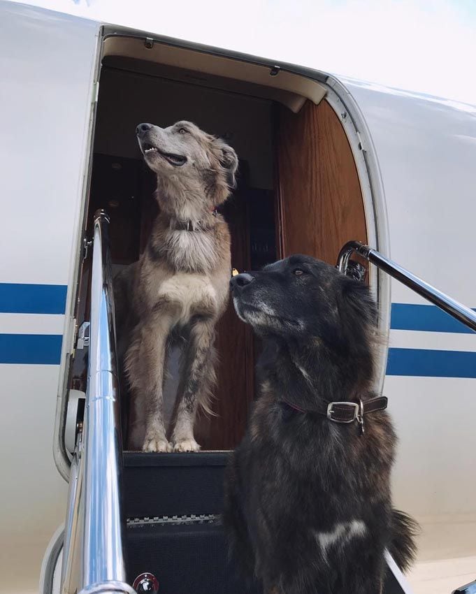 perros hijas julio1