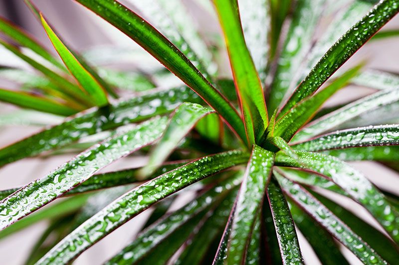 cultivar dracena 5