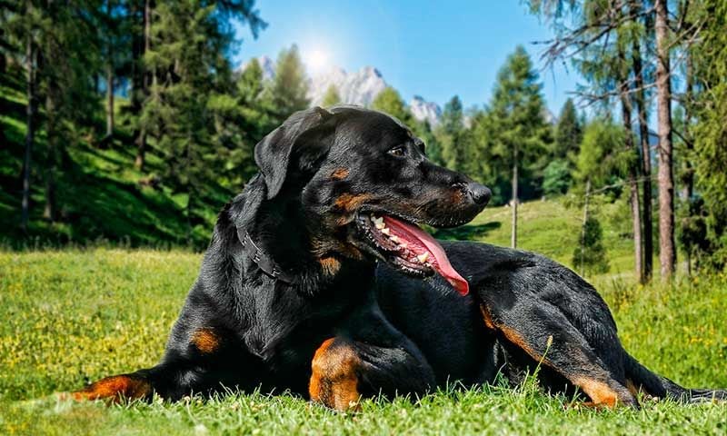 perro pastor beauceron