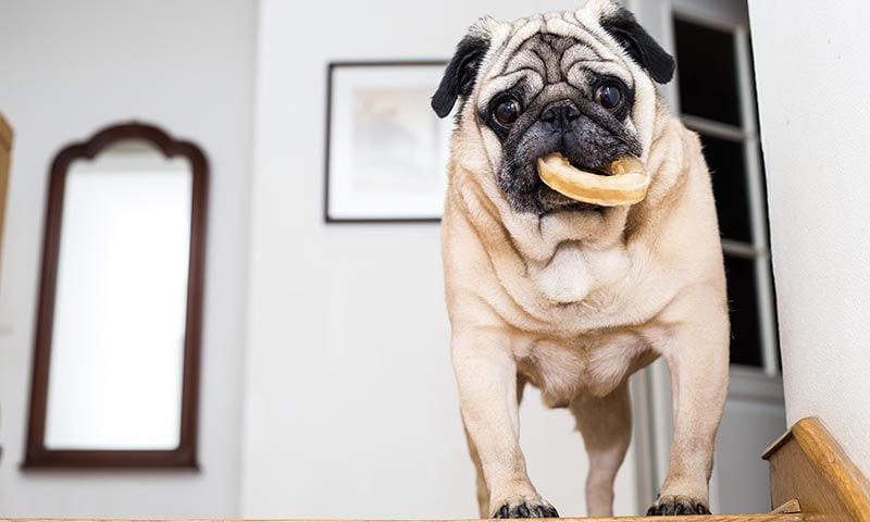 alimentos peligrosos perros