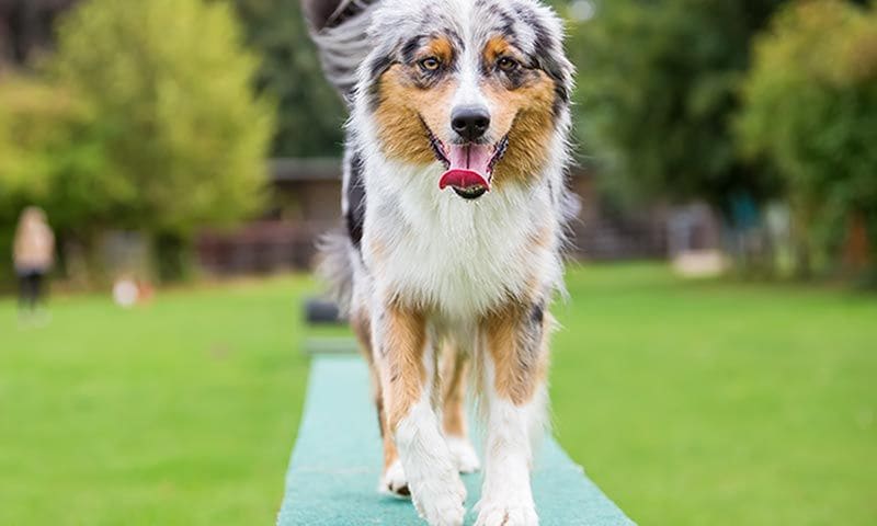 razas perros agility