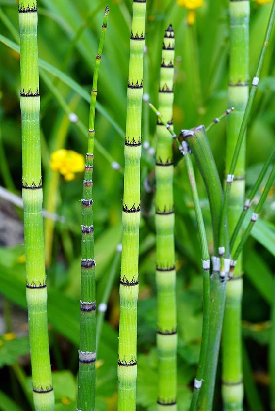 cuidados bambu 1