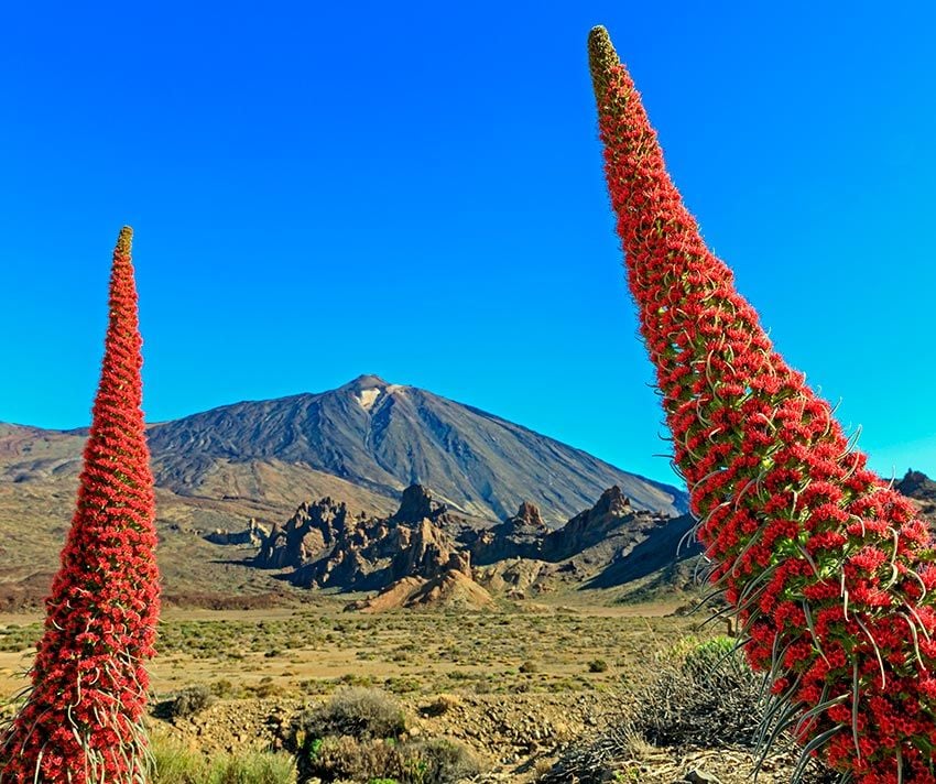 teide tenerife primavera