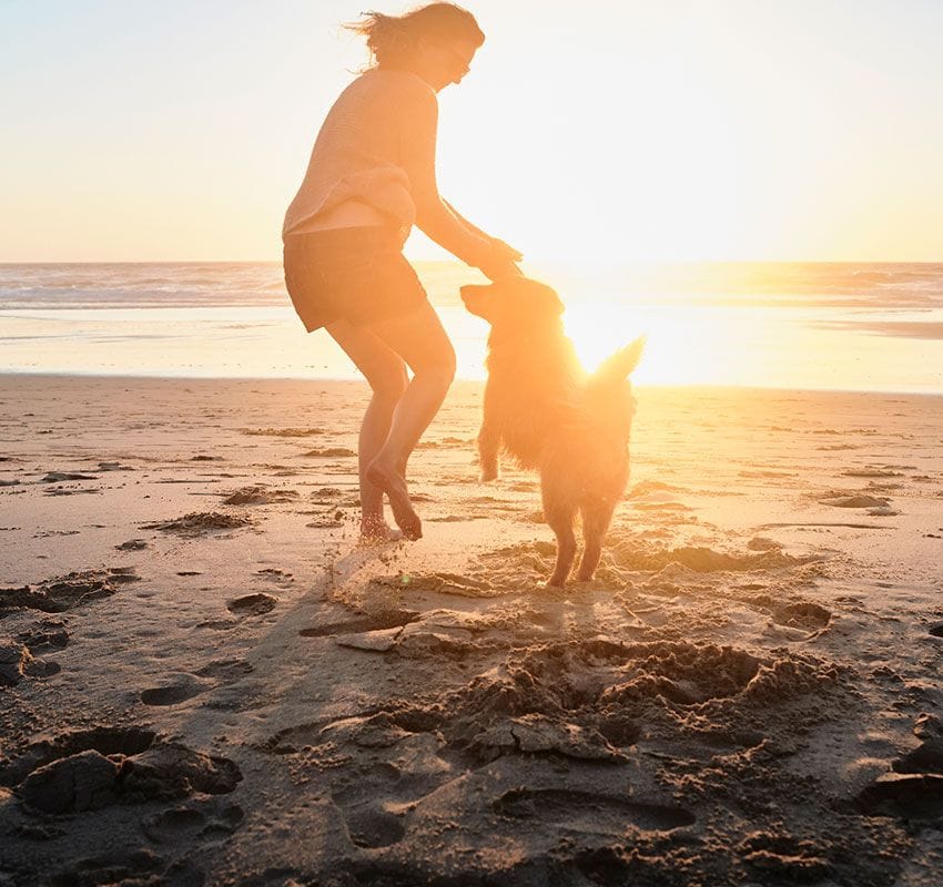 Esto es lo que tienes que tener en cuenta si vas a viajar con tu perro este verano: con perro a la playa