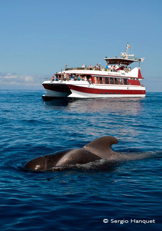 cetaceos-Tenerife-avistamientos