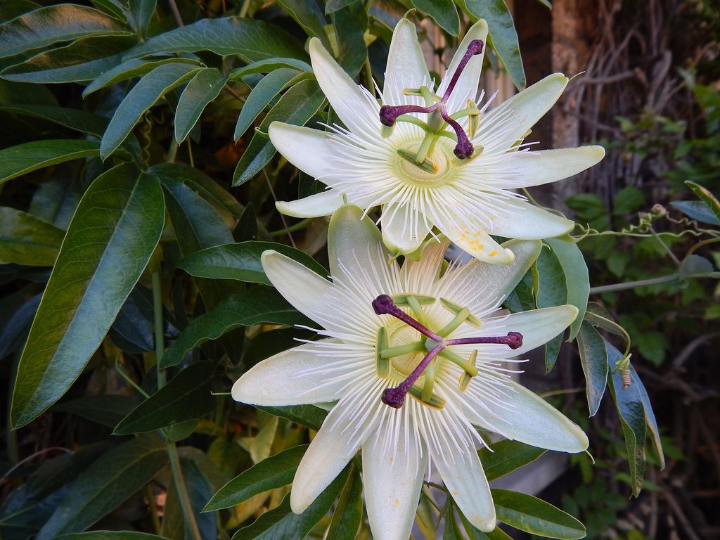 Passiflora o flor de la pasión 