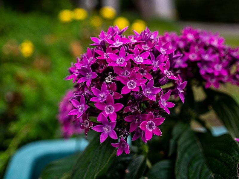 plantas jardin noche 9