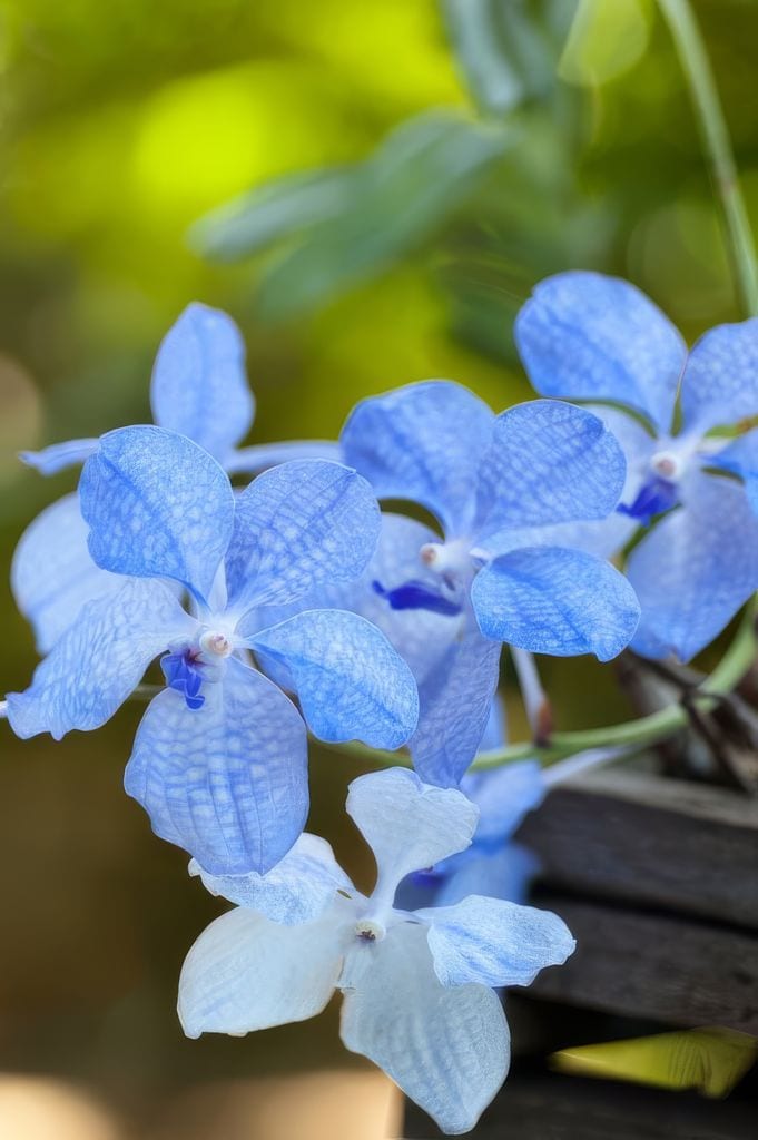 Orquídea Vanda azul celeste