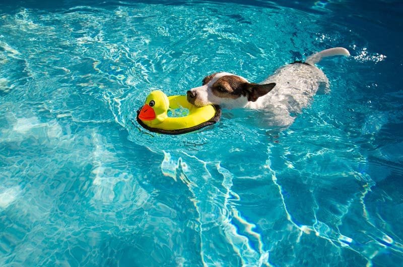 adobestockperro natacion