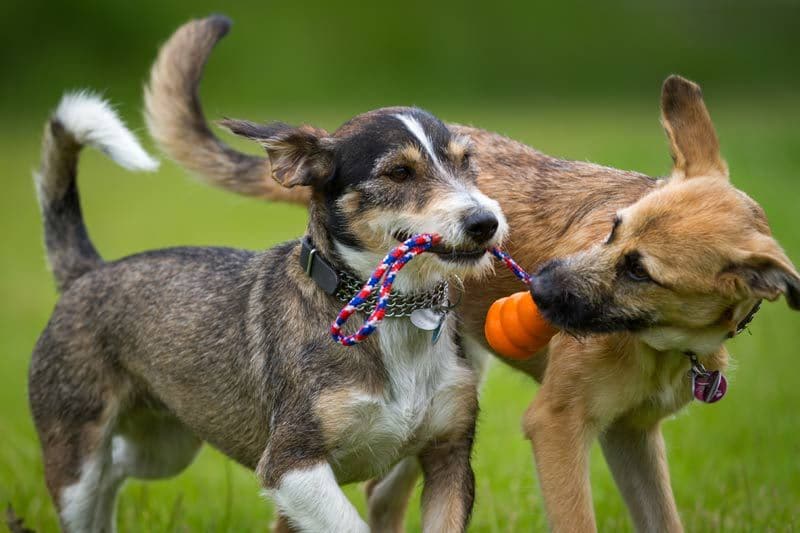 perros pelota