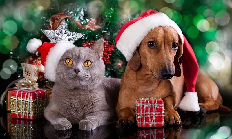 regalos de navidad para tu mascota