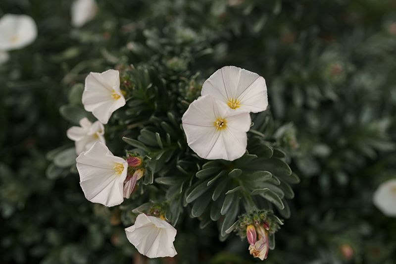 campanilla plateada o convolvulus cneorum 07a