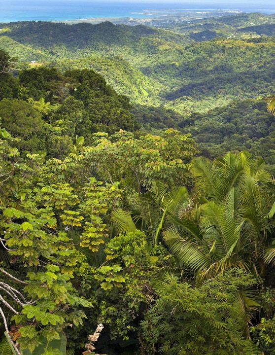 Ricky-martin-el-yunque-puerto-rico