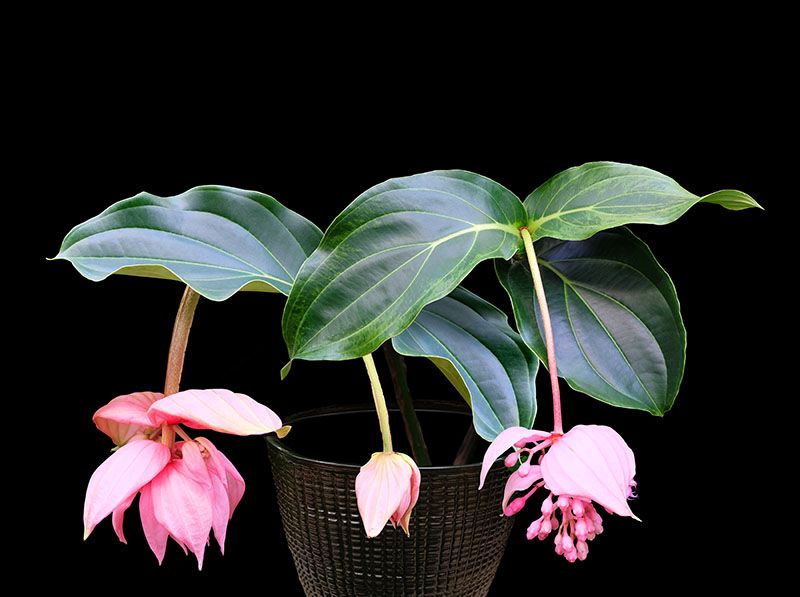 cultivar medinilla 8