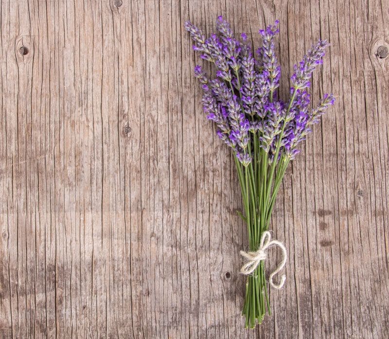 lavanda