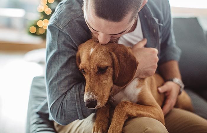 Residencia hotel para perros 