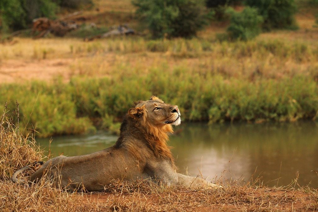 Sudáfrica se ha convertido en un destino soñado para los admiradores de animales como los leones