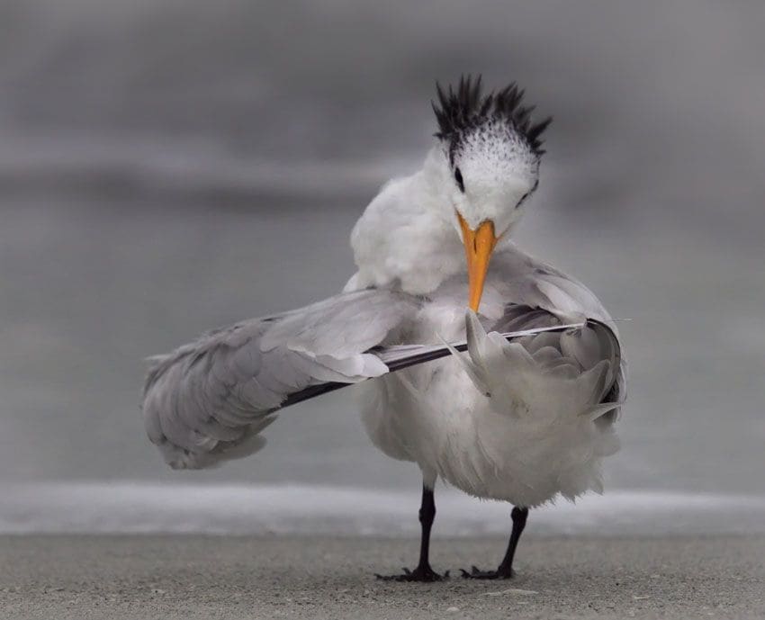 pajaro