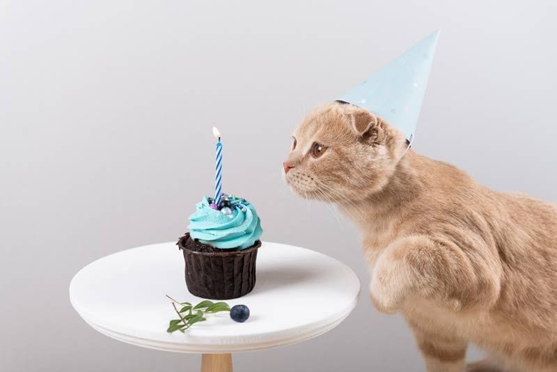 gato cumple