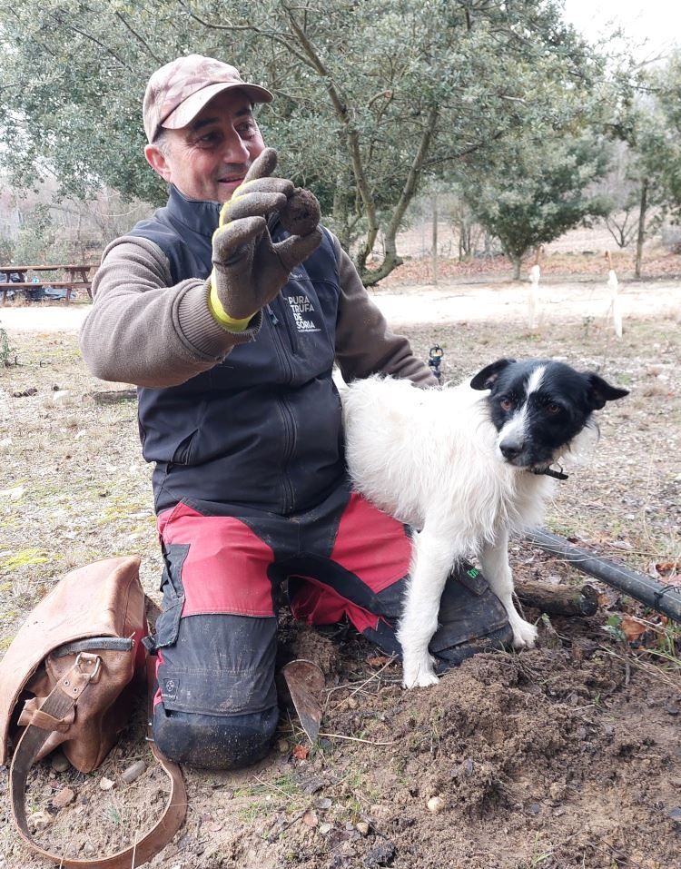 La 'caza' de la trufa en Soria