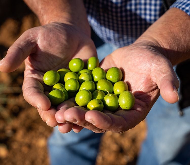 Manos con aceitunas