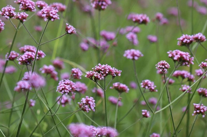 verbena bonariensis 5