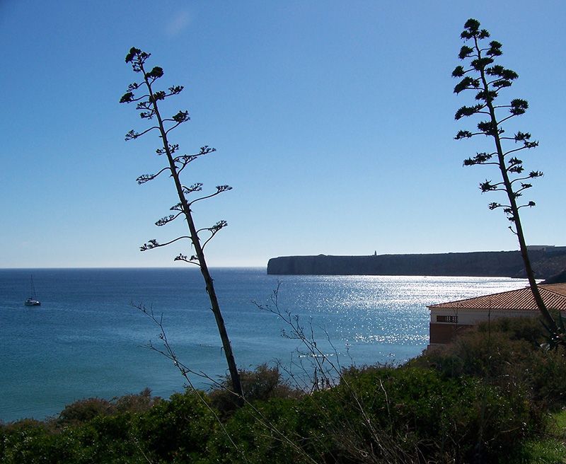 algarve costa birdwaching