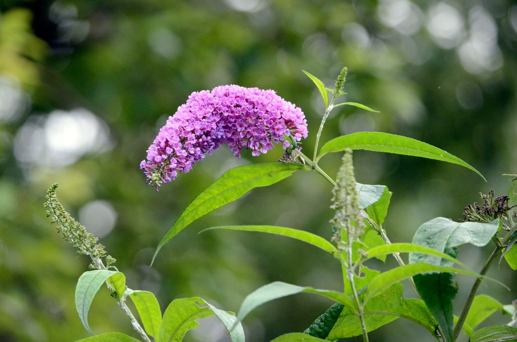 Buddleia davidii